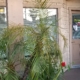 Printing shop entrance with potted palms